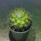 Collecion de Georlain