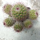 Collecion de Georlain