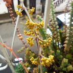 Collecion de Georlain