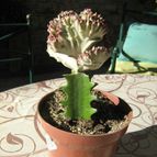 Euphorbia lactea fma. crestada variegada