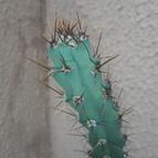 Collecion de Guilhermecactus