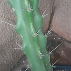 Collecion de Guilhermecactus