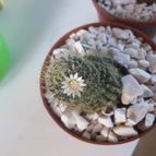 Collecion de Guilhermecactus
