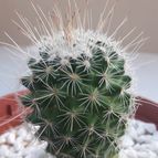 Collecion de Guilhermecactus