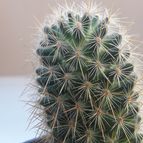 Collecion de Guilhermecactus