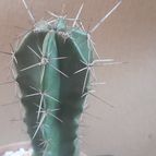 Collecion de Guilhermecactus