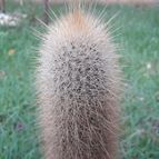Collecion de Guilhermecactus