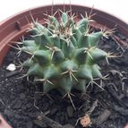 Collecion de Guilhermecactus
