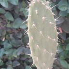 Collecion de Guilhermecactus