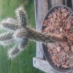 Collecion de Guilhermecactus