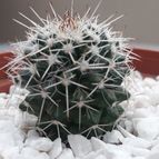 Collecion de Guilhermecactus