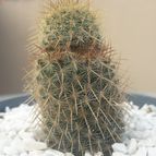 Collecion de Guilhermecactus