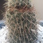 Collecion de Guilhermecactus