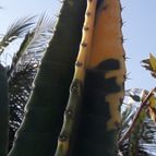 Collecion de Guilhermecactus