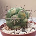 Collecion de Guilhermecactus