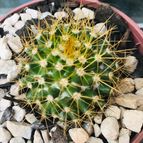 Collecion de Guilhermecactus