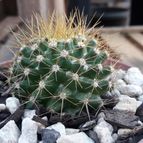 Collecion de Guilhermecactus