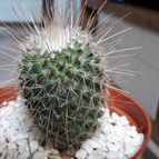 Collecion de Guilhermecactus