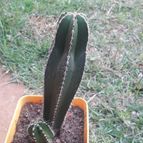 Collecion de Guilhermecactus