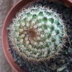 Collecion de Guilhermecactus