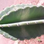 Collecion de Guilhermecactus