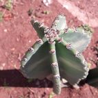 Collecion de Guilhermecactus