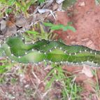 Collecion de Guilhermecactus