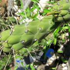 Collecion de Guilhermecactus