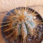 Collecion de Guilhermecactus