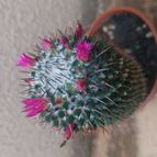 Collecion de Guilhermecactus