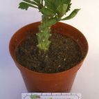 Euphorbia lugardae