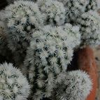 Mammillaria gracilis cv. Arizona Snowcap