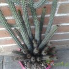 Collecion de Gusa