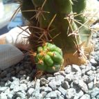 Collecion de Hazas