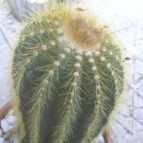 Collecion de Hazas