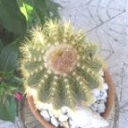 Collecion de Hazas