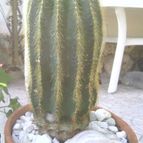Collecion de Hazas