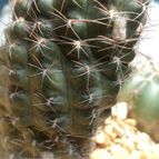 Collecion de Hector Olvera