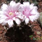 Collecion de Hector Olvera