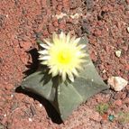 Collecion de Hector Olvera