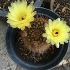 Parodia erubescens