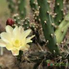 Opuntia salmiana