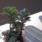 Collecion de Honeycactus