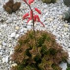 Collecion de Hperezpalencia