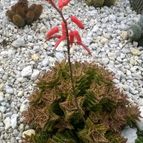 Collecion de Hperezpalencia