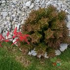 Collecion de Hperezpalencia