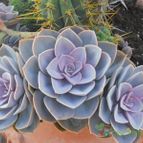 Collecion de Humi