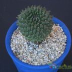 Collecion de Humi