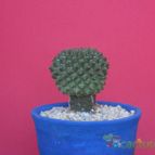 Collecion de Humi