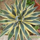 Collecion de Humi